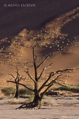Ombre et lumière - 2ème prix Concours Afrique Terre de Couleurs et sélection finale Concours Canon 2009 à Namur - Namibie 2008