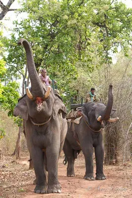 Eléphants et mahouts