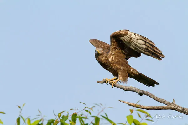 Honey buzzard juvénil à l'envol