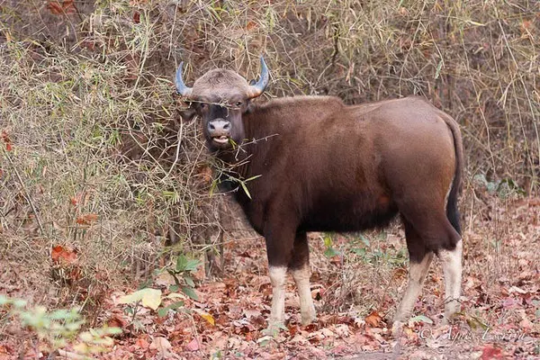 Gaur, bison indien