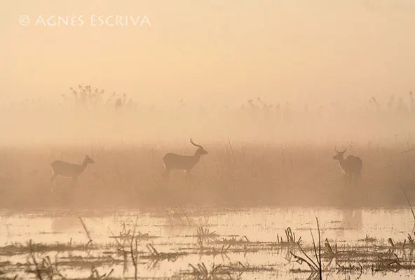 Tri'eau dans la brume - 7ème prix Concours Afrique Terre de Couleurs 2009 -Zambie 2006