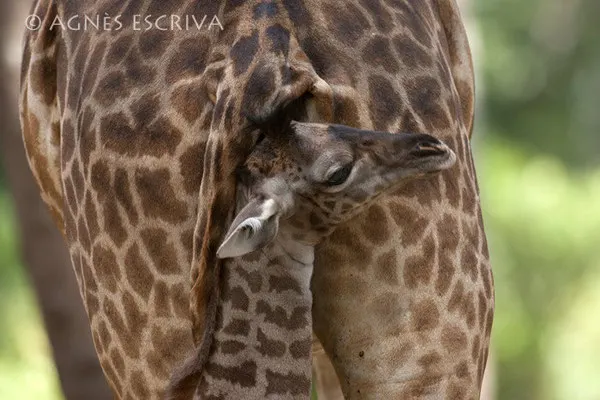 Girafon dans les jupes de sa mère - Kenya août 2010
