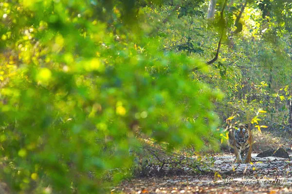 Bamera, le mâle dominant de Tala, Bandhavgarh