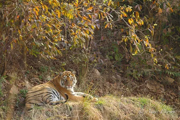 Jeune tigresse de 18 mois, Telia, Tadoba-Andhari