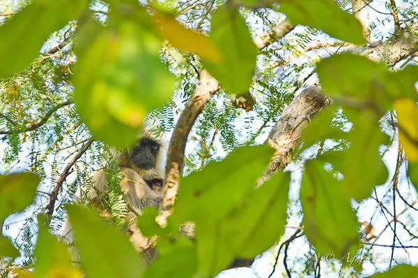 Singe entelle ou langur et son jeune