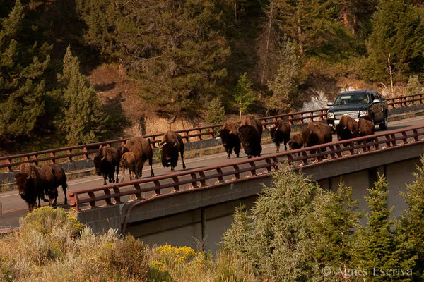 Yellowstone, Etats-Unis, Août 2013