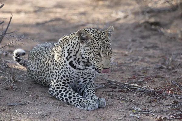 Timbavati - Afrique du Sud - Octobre 2016