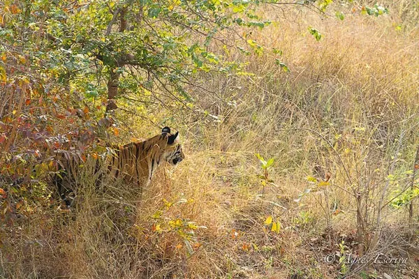 Jeune tigresse de 18 mois, Telia, Tadoba-Andhari