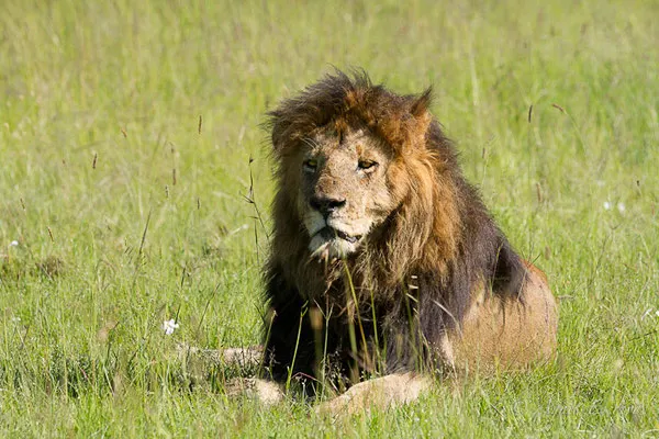 Mara - Kenya décembre 2015