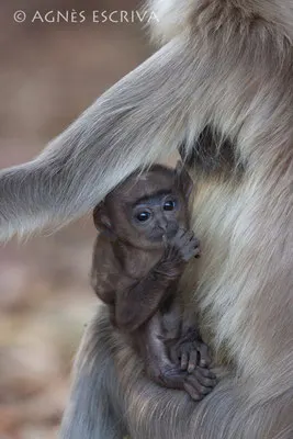 Bébé singe langur