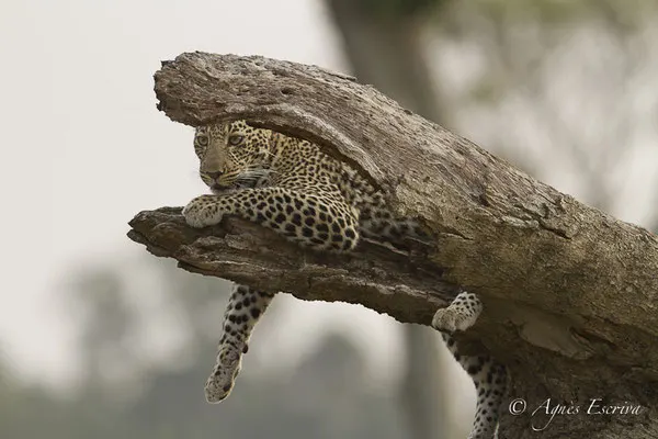 Mara - Kenya été 2016
