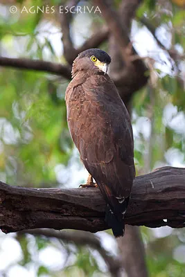 Regard en coin - Serpent eagle