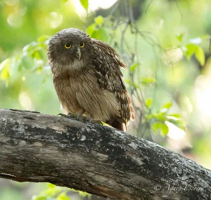 Brown fish owl