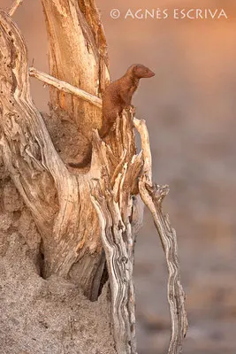 Afrique du Sud - novembre 2010