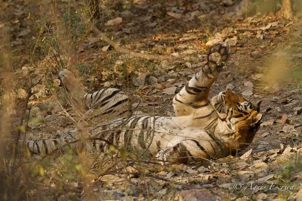 Galipette, T24 alias Ustad, Ranthambore