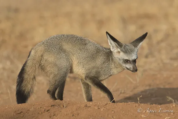 Samburu - Kenya février 2017