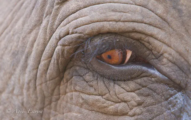 Close-up