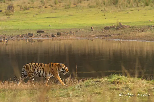 Jeune tigresse, Telia, Tadoba