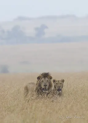Mara - Kenya été 2016