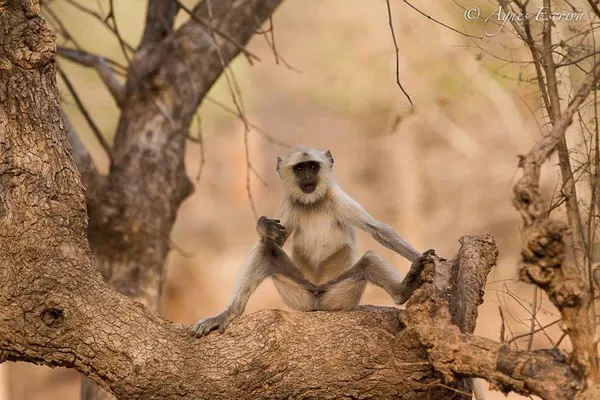 Singe langur coquin