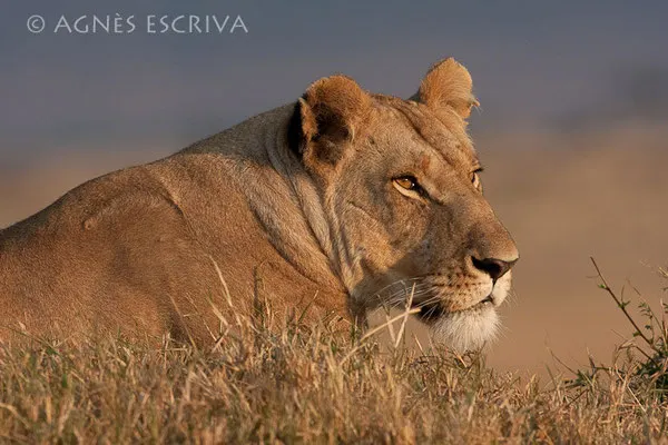 Petit matin chasseur - Kenya août 2010