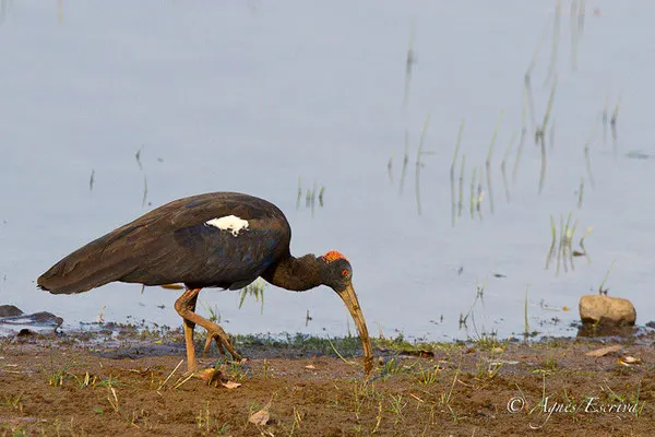 Ibis 