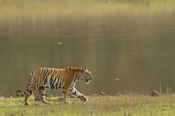 Jeune tigresse, Telia, Tadoba