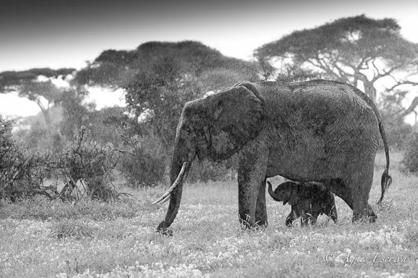 Amboseli - Kenya décembre 2015