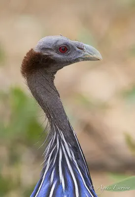 Samburu - Kenya février 2017