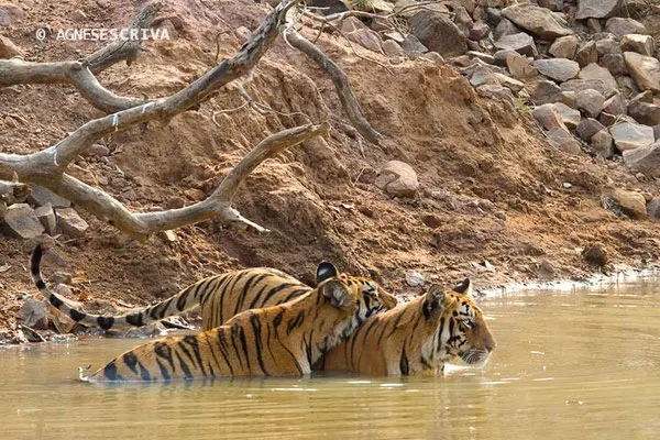2 jeunes tigresses de 18 mois, Telia, Tadoba-Andhari