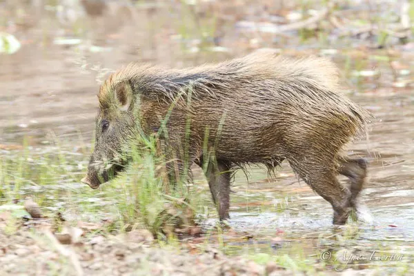 Sanglier