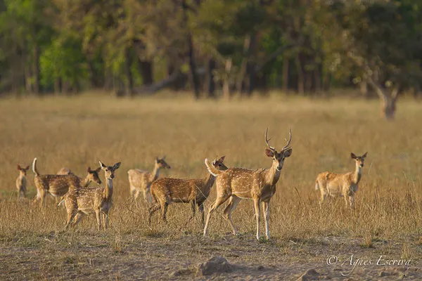 Cerfs axis