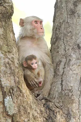 Mère et jeune