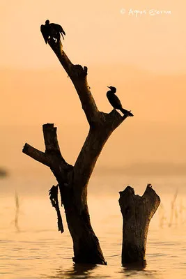 Lac Baringo, décembre 2011