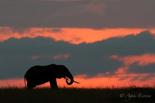Mara - Kenya décembre 2015