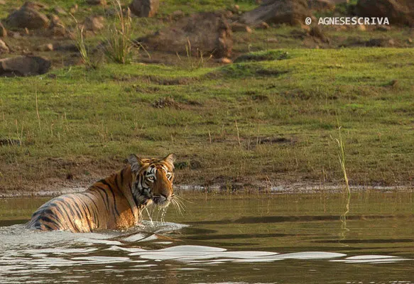 Jeune tigresse, Telia, Tadoba
