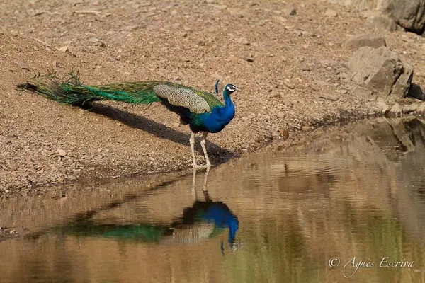 Paon et reflet, Ranthambore