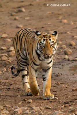 Jeune tigresse, Telia, Tadoba