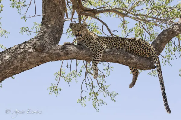 Timbavati - Afrique du Sud - Octobre 2016