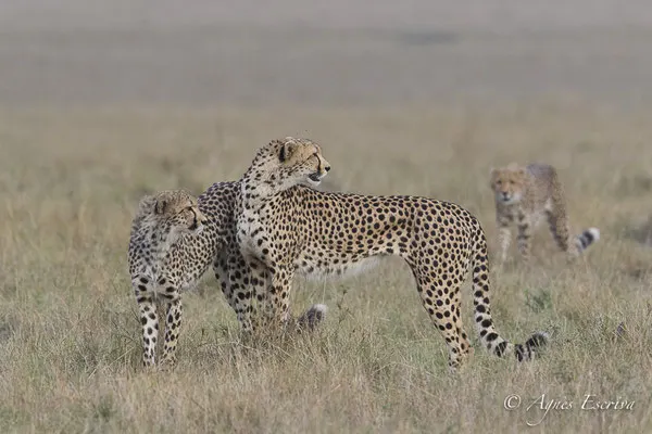 Mara - Kenya février 2017