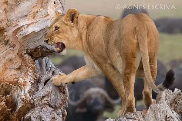 Charm, fille de Red, une des 3 grâces, mère des 3 lionceaux de 2 mois