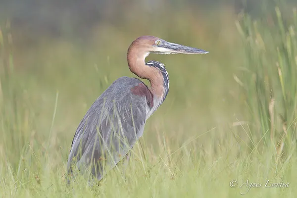 Baringo - Kenya été 2016