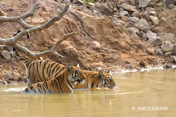 2 jeunes tigresses de 18 mois, Telia, Tadoba-Andhari, filles de Waghdoh male et de Telia female. La portée compte 4 femelles.