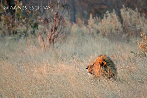 Profil de roi - Botswana 2007