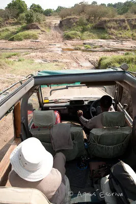 Traversée de la rivière Talek - Masaï Mara, Kenya - février 2011