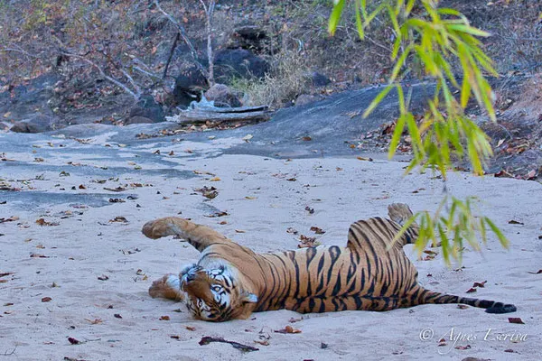 Bamera, le mâle dominant de Tala, Bandhavgarh