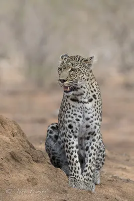 Timbavati - Afrique du Sud - Octobre 2016