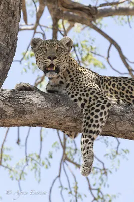 Timbavati - Afrique du Sud - Octobre 2016