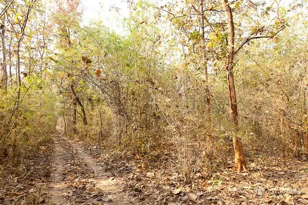 Forêt de bambous, Tadoba