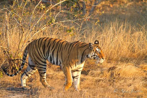 Kankati, tigresse de 6 ans, Bandhavgarh